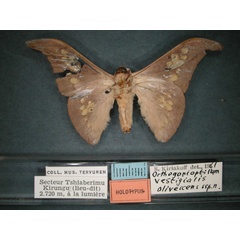 /filer/webapps/moths/media/images/O/olivescens_Orthogonioptilum_HT_RMCA_02.jpg