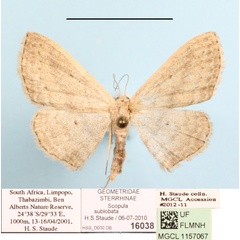 /filer/webapps/moths/media/images/S/sublobata_Scopula_A_MGCLa_01.JPG