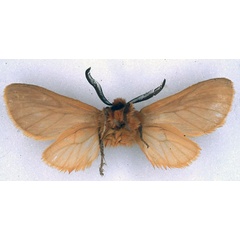 /filer/webapps/moths/media/images/A/abyssinibia_Metarctia_HT_BMNH_02.jpg