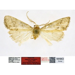 /filer/webapps/moths/media/images/R/ronkayiana_Meganola_PT_NHMO_01_OjkTVO9.jpg