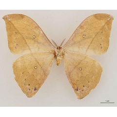 /filer/webapps/moths/media/images/N/noellae_Pselaphia_HT_RBINS_02.jpg