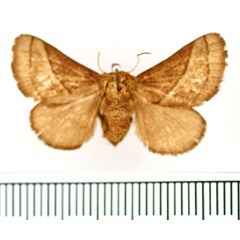 /filer/webapps/moths/media/images/S/syrtis_Omocena_AF_BMNH.jpg