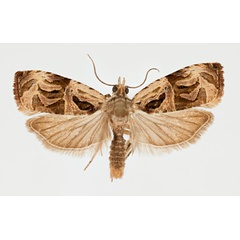 /filer/webapps/moths/media/images/I/incultana_Eccopsis_AM_NHMO.jpg