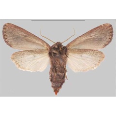 /filer/webapps/moths/media/images/S/scotochroa_Sciomesa_AF_MNHNb.jpg