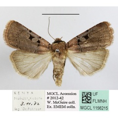 /filer/webapps/moths/media/images/I/isopleura_Agrotis_A_MGCLa_02.JPG