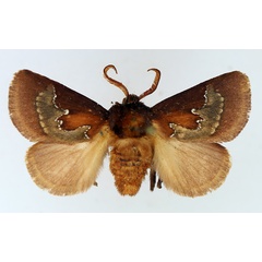 /filer/webapps/moths/media/images/A/argyrogramma_Brachia_AM_TMSA_02.jpg