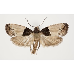 /filer/webapps/moths/media/images/O/orthacta_Neaspasia_AM_NHMO_02.jpg