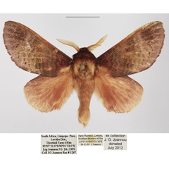 /filer/webapps/moths/media/images/C/cuprea_Dollmania_AM_TMSA_02.jpg