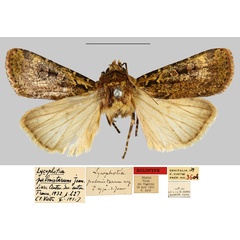 /filer/webapps/moths/media/images/P/palmistarum_Lycophotia_HT_MNHN.jpg