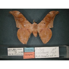 /filer/webapps/moths/media/images/U/ueleense_Orhtogonioptilum_HT_RMCA_01.jpg