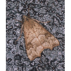 /filer/webapps/moths/media/images/S/sabulifera_Anomis_A_Roland_01.jpg