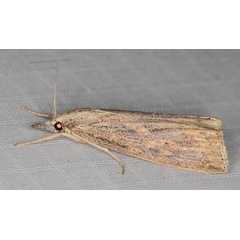 /filer/webapps/moths/media/images/P/partellus_Chilo_A_Heynsc.jpg