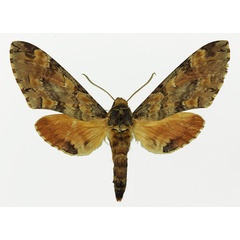 /filer/webapps/moths/media/images/C/circe_Callosphingia_AF_Basquin.jpg