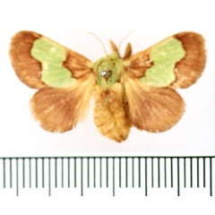 /filer/webapps/moths/media/images/D/dentina_Parasa_AF_BMNH.jpg