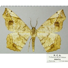 /filer/webapps/moths/media/images/V/variegata_Geolyces_AM_ZSMa.jpg