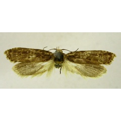 /filer/webapps/moths/media/images/A/allevata_Hyalochna_HT787_TMSA_01.jpg