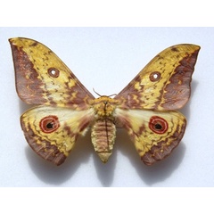 /filer/webapps/moths/media/images/T/triramis_Aurivillius_AF_Goff.jpg