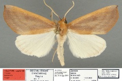 Acrasia avellanata