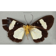 /filer/webapps/moths/media/images/S/simplex_Rothia_ST_BMNHb_VkBFuK3.jpg