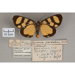 /filer/webapps/moths/media/images/P/pardalina_Eusemia_HT_OUMNH_02.jpg