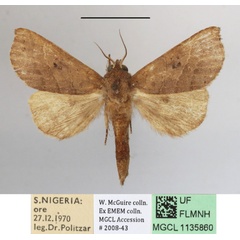 /filer/webapps/moths/media/images/B/bernardii_Scalmicauda_A_MGCLa_03.JPG