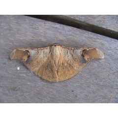 /filer/webapps/moths/media/images/A/astrica_Dogoia_A_Guyonnet.jpg