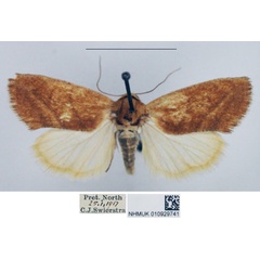 /filer/webapps/moths/media/images/R/rhoda_Neaxestis_AF_NHMUK_02.jpg