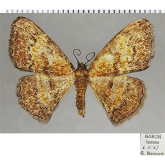 /filer/webapps/moths/media/images/B/bicornuta_Metallospora_AF_ZSM.jpg
