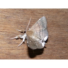 /filer/webapps/moths/media/images/M/metopis_Gracilodes_A_Goff_02.jpg
