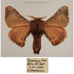 /filer/webapps/moths/media/images/F/ficicola_Racinoa_AM_TMSA_01.jpg