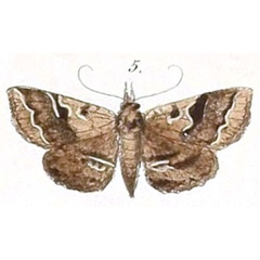 /filer/webapps/moths/media/images/G/goleta_Rhesala_Felder_120_5.jpg