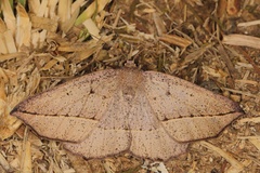 Psilocerea krooni