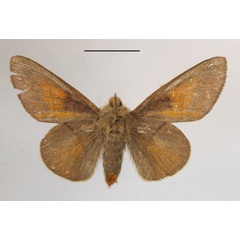 /filer/webapps/moths/media/images/P/pyriphlecta_Chrysopsyche_AM_MGCLb_01.JPG