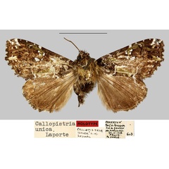 /filer/webapps/moths/media/images/U/unica_Callopistria_HT_MNHN.jpg