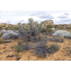 /filer/webapps/moths/media/images/N/namaqua_Coleophora_H_Kaltenbach.jpg