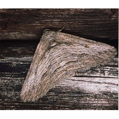 /filer/webapps/moths/media/images/C/canescens_Cortyta_A_Roland_01.jpg