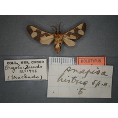 /filer/webapps/moths/media/images/H/histrio_Anapisa_HT_RMCA_02.jpg