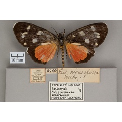 /filer/webapps/moths/media/images/N/niveosparsa_Eusemia_ST_OUMNH_01.jpg