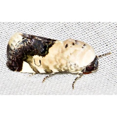 /filer/webapps/moths/media/images/D/discoidea_Acontia_A_Braun_08.jpg