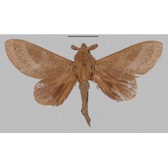 /filer/webapps/moths/media/images/M/maighreadae_Mckenziana_PTM_NHMUK.jpg