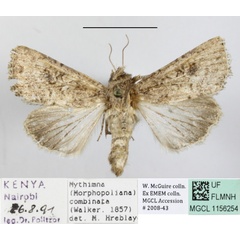 /filer/webapps/moths/media/images/C/combinata_Mythimna_A_MGCL.JPG