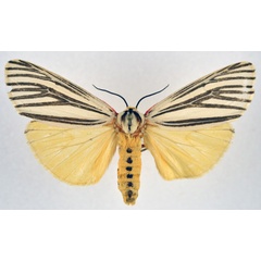 /filer/webapps/moths/media/images/V/venata_Poecilarctia_AF_NHMO.jpg