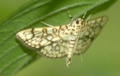 /filer/webapps/moths/media/images/D/derogata_Haritalodes_A_King.jpg