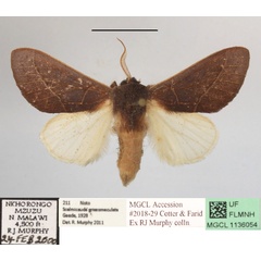 /filer/webapps/moths/media/images/G/griseomaculata_Scalmicauda_A_MGCLa_01.JPG