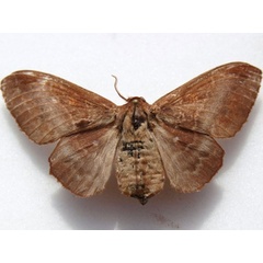 /filer/webapps/moths/media/images/R/rotundata_Mimopacha_AF_Goff.jpg