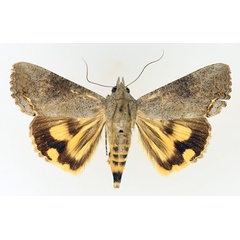 /filer/webapps/moths/media/images/D/deflorata_Hypocala_AF_TMSA_02.jpg
