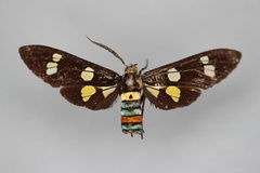 Euchromia hampsoni