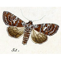 /filer/webapps/moths/media/images/C/concinna_Noctua_HT_Hubner_11-51.jpg