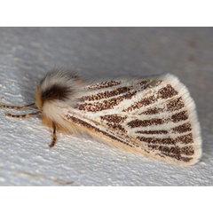 /filer/webapps/moths/media/images/V/vaninia_Rhabdosia_A_Heyns.jpg