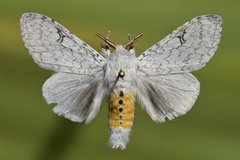 /filer/webapps/moths/media/images/G/georgiana_Eudasychira_AM_Butler.jpg